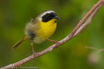 Warbler - 